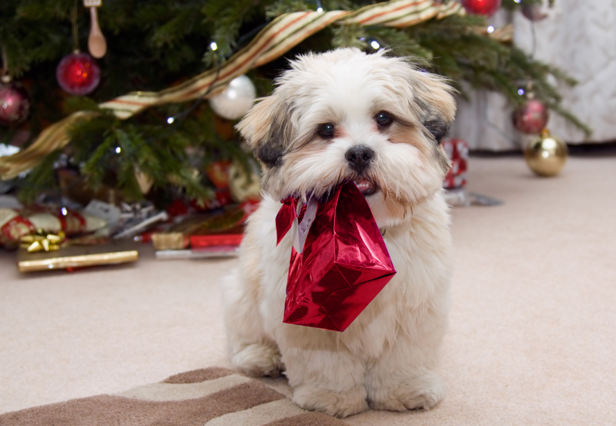 turrones y dulces para perros